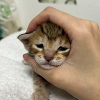 (/ω＼)吵什麼吵