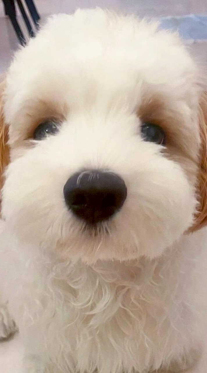 【富山・石川】豆🐶のカラオケ部屋🎤