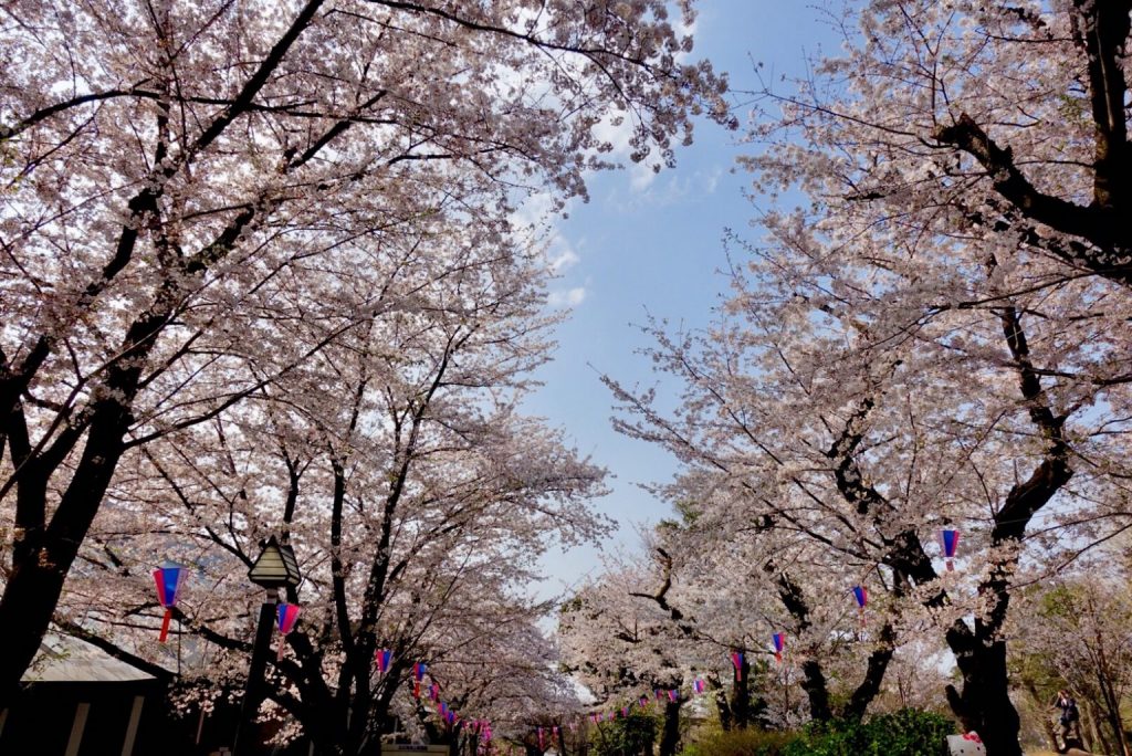 日本精選好玩公園 親子旅遊不可錯過！東京 飛鳥山公園3