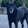 協尋狗狗 田尾胖胖