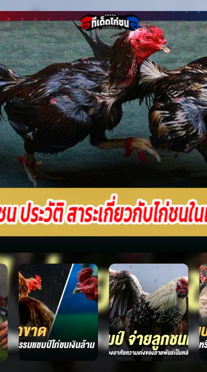 🐓หาความรู้ใหม่ในไก่ชน ศึกษาหาความรู้ใหม่ เรื่องของไก่ชน