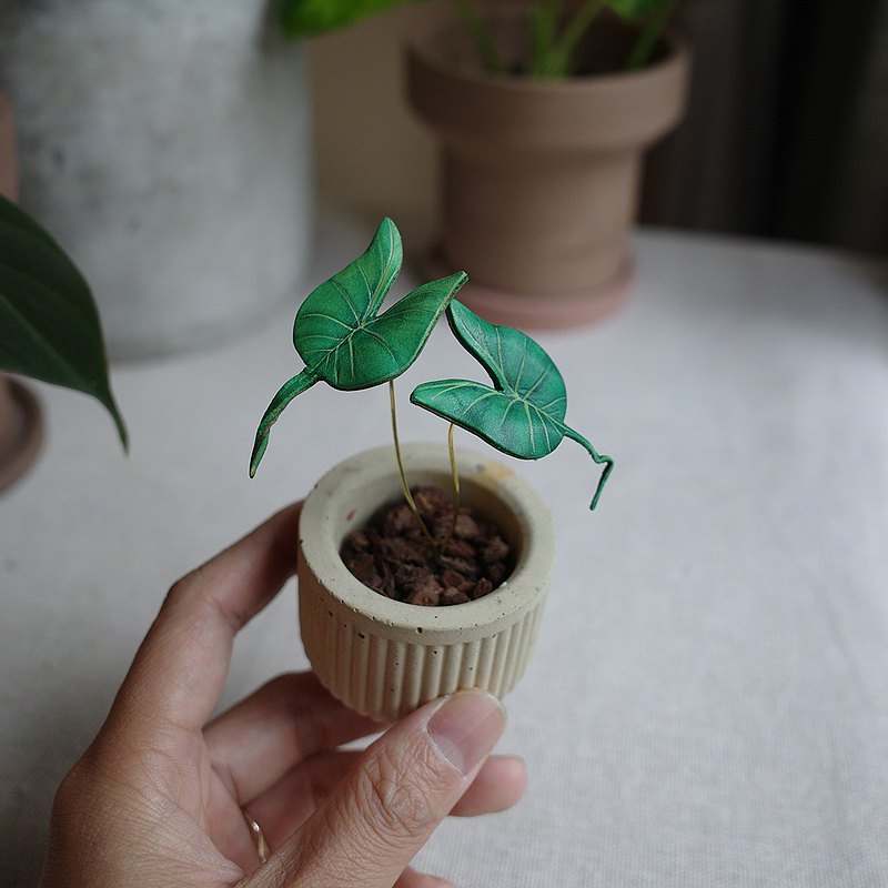 魟魚觀音蓮觀葉植物皮革盆栽