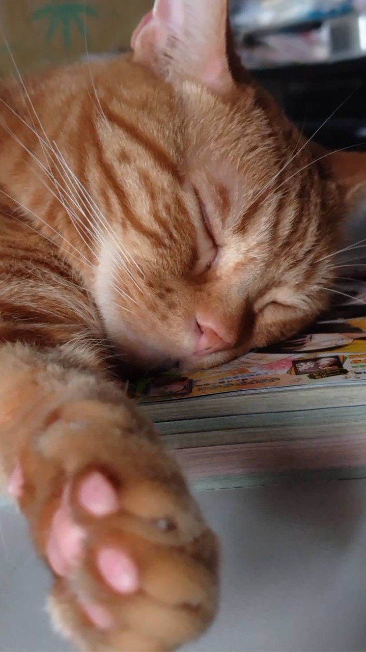 ＊ねこ様をお世話させて頂いている方の仲間