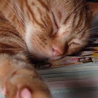 ＊ねこ様をお世話させて頂いている方の仲間