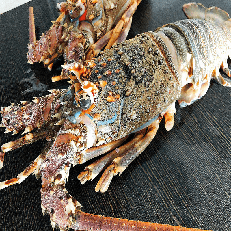 超狂活凍野生龍蝦，大規格！經由急速冷凍，鎖住鮮甜海味，簡單料理，冷冷的天不論是火鍋、湯品，清蒸，每一口都是愜意享受，點選購買，慰勞辛苦的自己和家人，吃一頓大餐吧！