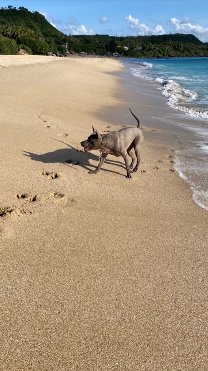 泰皇犬 交流 分享 討論