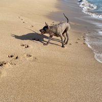 泰皇犬 交流 分享 討論