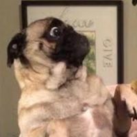 YSDパパン