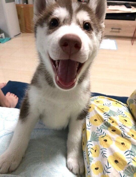 換毛期の愛犬の 抜け毛アート で分身ができた