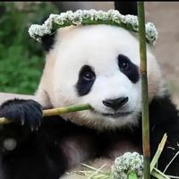 愛寶樂園甜價代購🐼❤️
