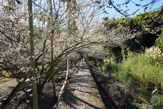新社梅花隧道