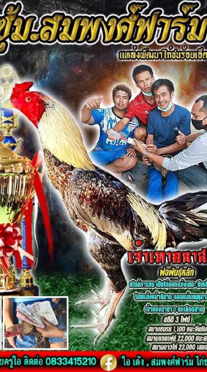 สมพงศ์ฟาร์ม ไก่ชน