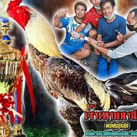 สมพงศ์ฟาร์ม ไก่ชน