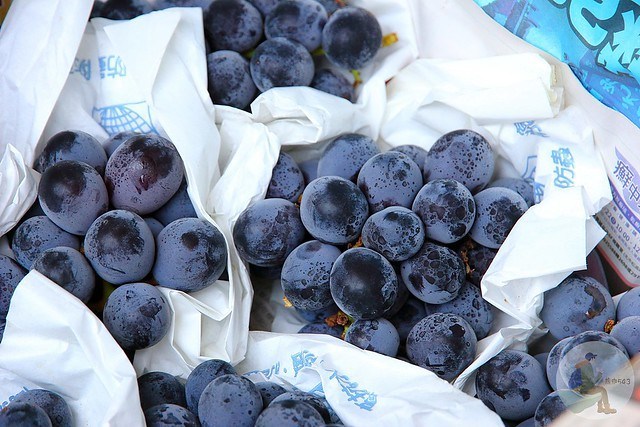 台中新社梅花秘境