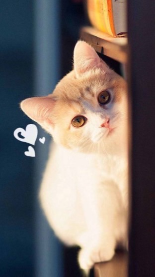 卡因02中立盟🐾認養代替購買