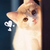 卡因02中立盟🐾認養代替購買