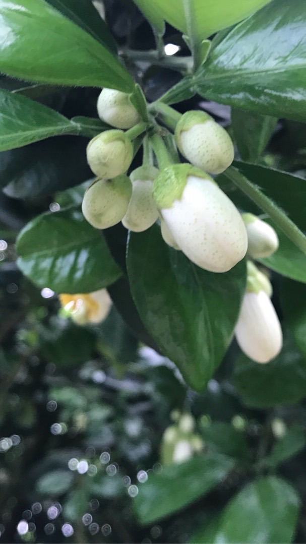 安伯老欉鶴岡文旦