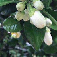 安伯老欉鶴岡文旦