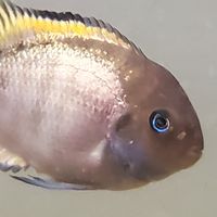 美洲非洲慈鯛交流