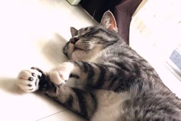 猫の まんぷく は人の 満腹 とは違う 猫の食事情 ねこのきもちnews Line News