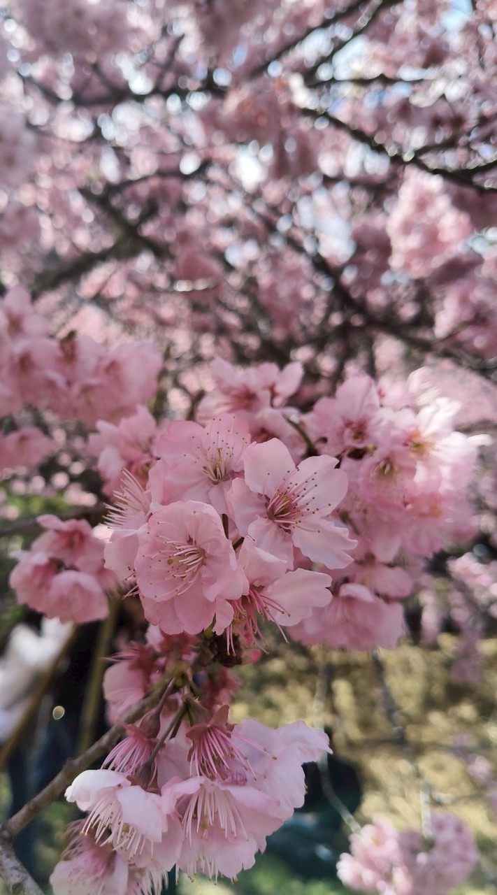 👣🐒🐖私人包廂