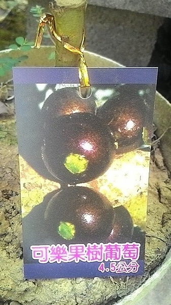 果實超大品種，達4.5公分，5-6年可結果，豐產。