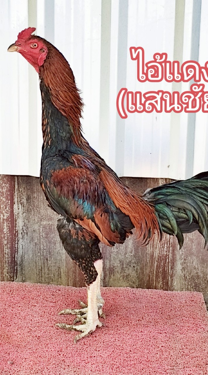 ธนัชพงศ์ฟาร์ม