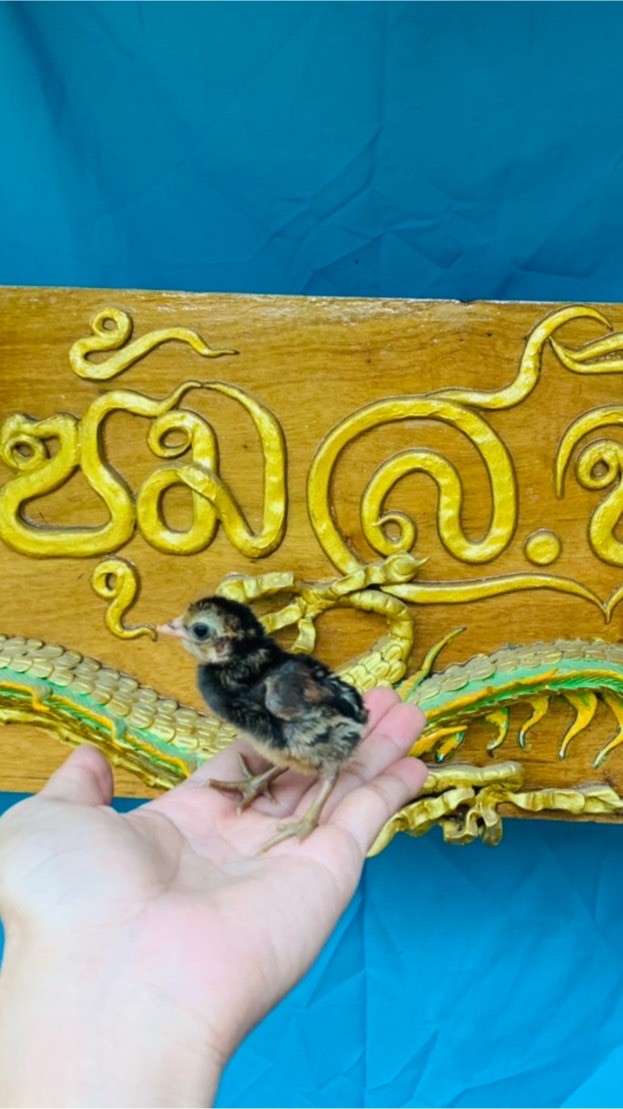 ซุ้มส.จิตชัยฟาร์มสายเลือดนักสู้