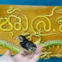 ซุ้มส.จิตชัยฟาร์มสายเลือดนักสู้