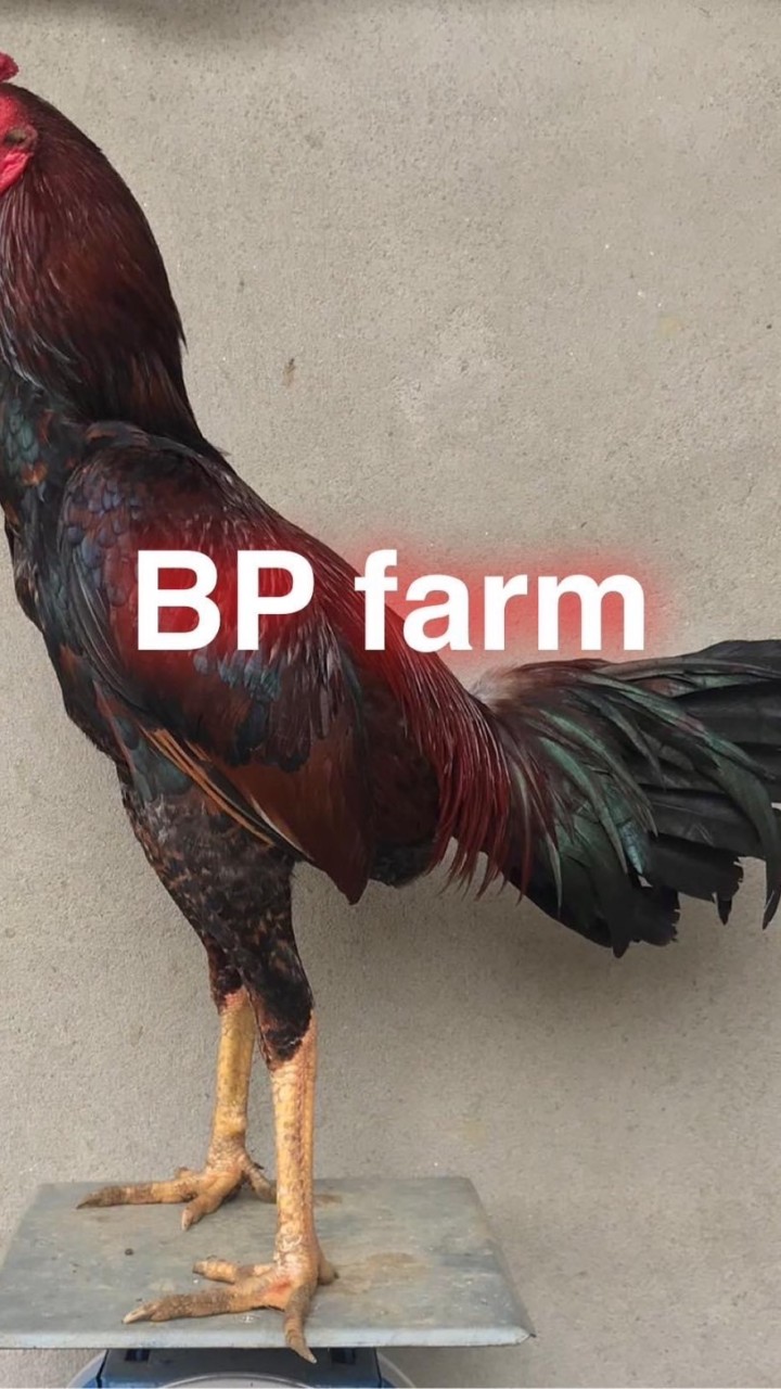 BPฟาร์มพม่าลีลาสายเหลือเบอร์แข้ง อ.แม่สาย จ.เชียงราย