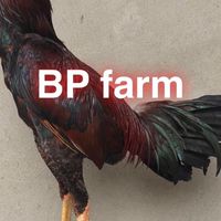 BPฟาร์มพม่าลีลาสายเหลือเบอร์แข้ง อ.แม่สาย จ.เชียงราย
