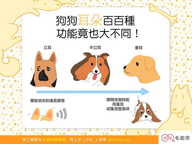 簿記係 推測する 換気 犬 耳 種類 Pkplacko Net