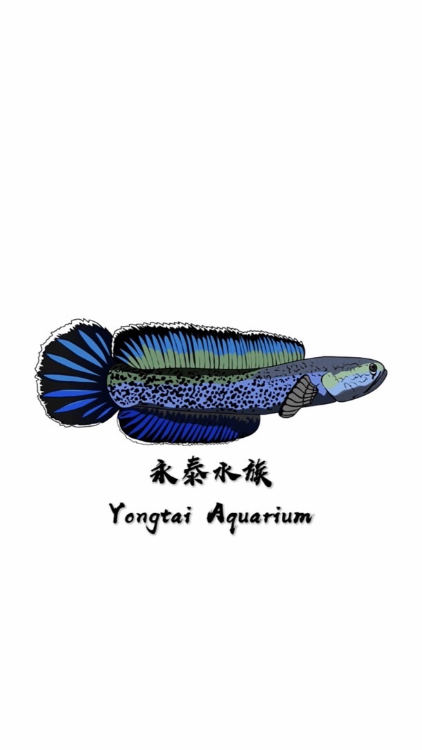 永泰水族-雷龍丶各式觀賞魚競標
