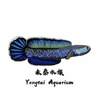 永泰水族-雷龍魚