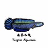 永泰水族-雷龍丶各式觀賞魚競標