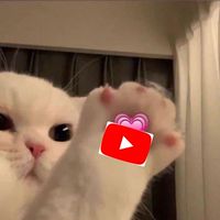 ✨บ้านยูตู้ปปพรีเมี่ยม✨