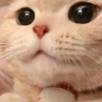 貓咪