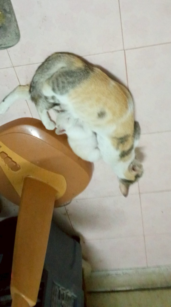 ฃทนทานทน