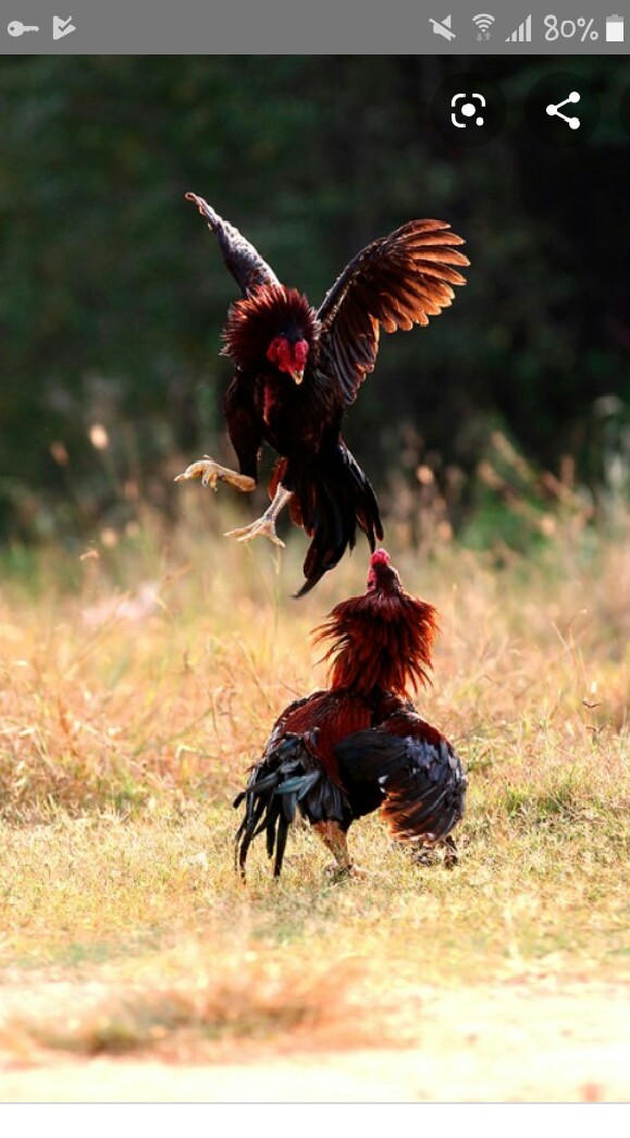 ไก่ชนสายตีจริง
