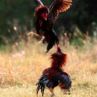 ไก่ชนสายตีจริง