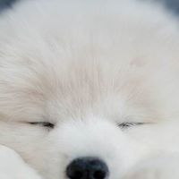 大砲文化經濟有限公司