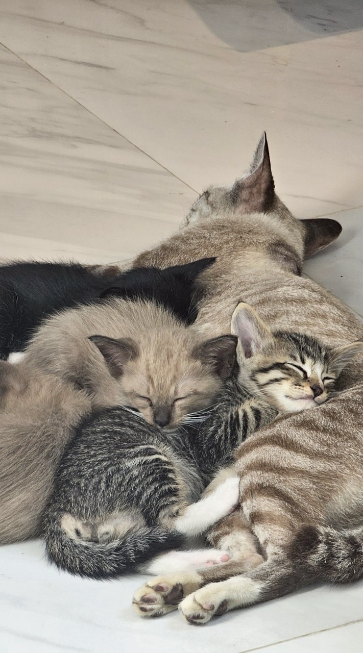 😼ด้อม🦸‍♂️SuperMeow😻