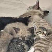 😼ด้อม🦸‍♂️SuperMeow😻