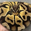 🦎はちゅ森🐍〜爬虫類・両生類〜🐸