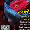 ซื้อ-ขายไก่ชน ทั่วไทย (เพชรภูทอง ไก่ชน)