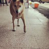 我愛你木蘭
