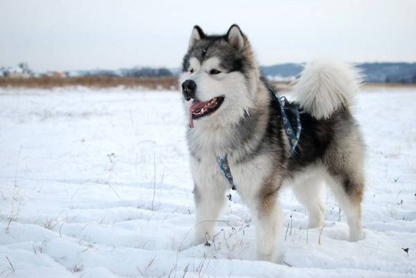 Mengenal 7 Fakta Alaskan Malamute Sering Salah Dikira Siberian Husky
