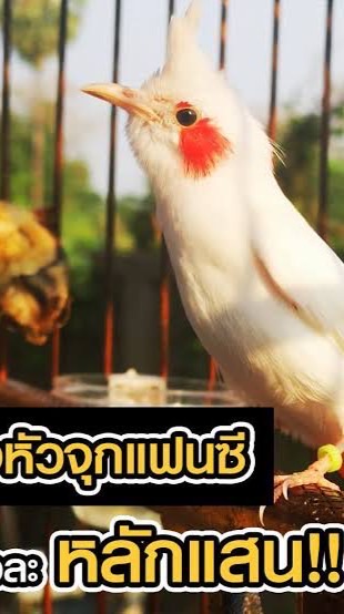 ประมูลนกกรงหัวจุกแฟนซี สามจังหวัด