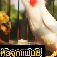 ประมูลนกกรงหัวจุกแฟนซี สามจังหวัด
