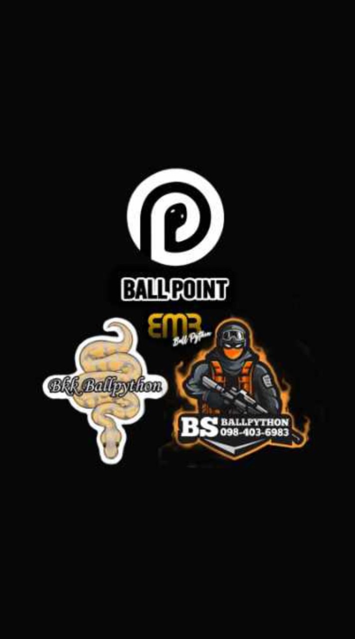 BMB Ballpython